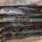 Chinese Factory Frozen Pacific Mackerel Price