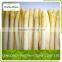 canned white asparagus