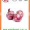 FOR SALE Export Fresh Red and Yellow Onion