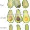 1-MCP Fresh Keeping Agent cas 3100-04-7