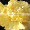 Best price Fresh cut flowers yellow carnation fresh carnation