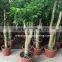Heteropanax fragrans high 1-2m