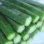 IQF Okras