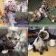 Fashion British style pet supplies cat chest back traction rope set