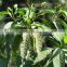 Organic Quality Malabar Nut For Bulk Suppliers