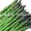 Green or White Asparagus Frozen Asparagus