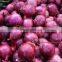 direct factory vegetables iqf frozen onion hot selling delicious quality