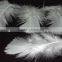 White Turkey flat feather for sale