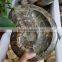 Natural Jadify Ammonite Fossils Ashtray/ Ink-stone Crafts Polished Conch Fossils