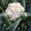 IQF Frozen Cauliflower Florets