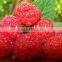 Fruit Fillings(Raspberry Pie Filling or Topping)
