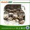 select quality fresh frozen gaint octopus