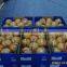 Fresh Pomelo Honey Pomelo Names All Fruits