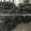 sun dried kelp raw material for abalone feed