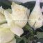 Long stem fresh flowers fresh Roses high quality