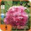 alive competitive price white peony root-bark extract