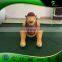 Custom Inflatable Cartoon Figure, PVC Inflatable Lion Model