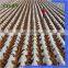 Quick delivery pla biodegradable material with good quality