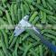 Sinocharm BRC A Approved 3-5cm IQF Frozen Green Bean Cut