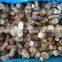 Замороженные белые грибы Boletus Edulis