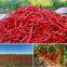 pure nature organic freeze dried red chili