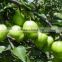 2016 new crops Fresh fragrant pear