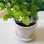 Specialized boxes for gifts DIY mini bonsai promotional gifts for teenagers , corporate anniversary gifts