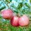 shandong fresh red fuji apple exporter in nortern China