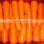 fresh australian carrots