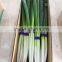 china fresh scallion with long shape