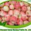 2015 New Crop Gala Apple
