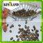 top quality watermelon seeds for planting