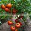 Good quality Hybrid red fruit Tomato seeds for growing- Holland No.4
