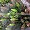 Fresh Cut Flowers Multi Stem Lily Flowers