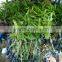 Mango tree seedling