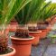 Home garden real ornamental plant Cycas revoluta