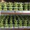 Lucky bamboo ( Dracaena Sanderiana) 3 layers