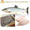 Fish Scaling Machine With Low Price on SALE