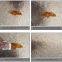 Kitchen splash plate stickers, aluminum foil orange peel texture wallpaper, waterproof removable high-temperature DIY wallpaper, wall stickers in the kitchen