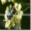 good-quality housefly killer High efficiency and low toxicity fly elimination popular products