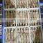 Wholesale IQF frozen squid fish for fishing bait