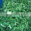 Sinocharm BRC A approved Frozen Vegetable 5cm IQF Frozen Coriander Cut