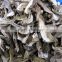 Factory supply organic Dried white boletus mushroom