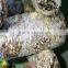 High quality and Anti-cancer wholesale dried shiitake mushroom