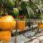 Professional Aquaponics Hydroponics and Aeroponics Systems for Agriculture Farming