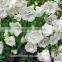 wholesale fresh cut flower white Campanula flower