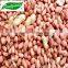 Chinese long type Peanut Kernels