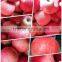 Top quality fresh qinguan apples class A pome fruits Agricultural products
