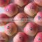 Supply Fresh Apple Gala with high quality and good taste (hot sale)