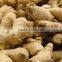 Supply Good Quality Fresh Ginger with best price for sale